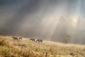 Morning Light Horse