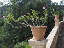 Geranium Blossom Bloom