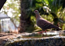 brown pigeon in the garden