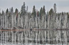 Birch Winter Lake