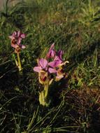 Close-up of the beautiful, pink Ophrys Tenthredinifera flowers among the green grass