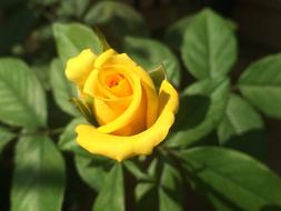 macro photo of Rose Yellow Flower