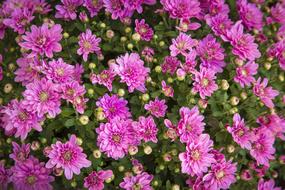Flowers Magenta Color
