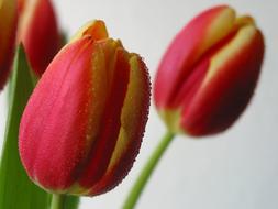water droplets on red and yellow tulips
