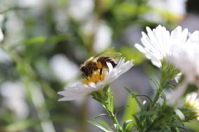 wonderful Bee Insect on the white and yellow flowers on blurred background