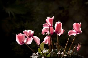 Cyclamen Winter Autumn