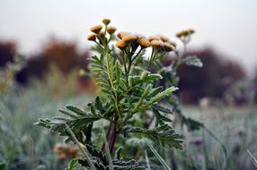 tansy, flowering plant covered with hoarfrost