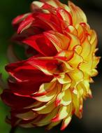 Dahlia Red Yellow