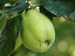 green quince on a branch in the garden