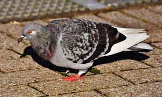 Colorful cute foraging pigeon in the city