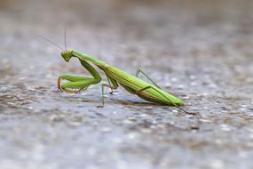 Close-up of the green and yellow mantis, on the ground