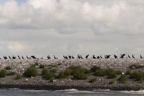 distant view of birds on the island