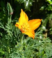 Flower Orange Poppy
