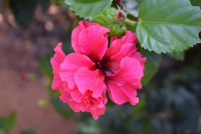 Hibiscus Rosa-Sinensis Flower Pink on a blurred background