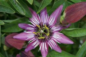 Close-up of the beautiful, pink, purple and white flower with colorful core, among the leaves