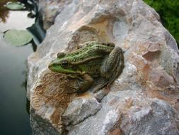 cute frog on a rock by the lake