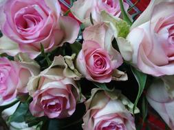 Pink and White Roses bouquet