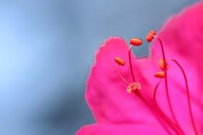 Flower Close Up Macro