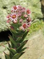 Close-up of the colorful and beautiful houseleek plant with flowers and green leaves