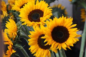 yellow Summer Sunflowers plants