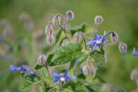 blue wildflowers with buds in a blurred background
