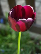 dark tulip in the sun close up