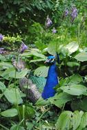 peacock hid in the plants