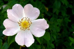 Wild Rose Blossom Bloom