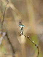 dragonfly on a thin branch