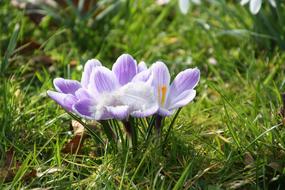 Spring Purple Flowers on meadow