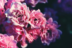 pink autumn roses in the garden