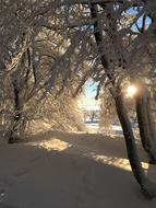 Beautiful landscape of the snowy path, among the plants, in sunlight and shadows, in the winter