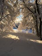 Winter Snowy Forest at sunlight