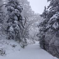 Winter Trees On The Road