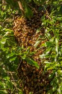 Close-up of the swarm of bees, among the plants with shiny, green leaves