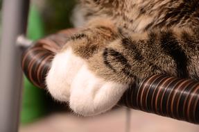 kitten paws close-up on a blurred background
