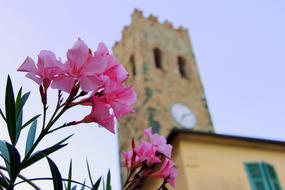 pink Flowers and Torre Watch tower