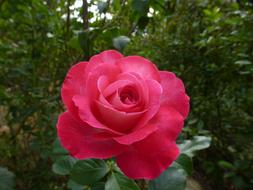 Close-up of the beautiful, pink and red flower of different shades, among the plants with green leaves