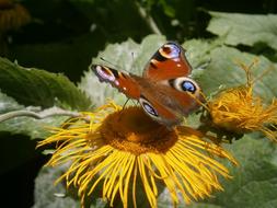 Butterfly Guppy on Flower
