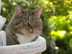 chilling out domestic cat