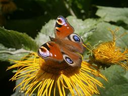 Flower Guppy Butterfly