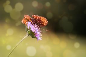 delightful Butterflies Insect