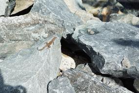 small lizard on a gray stone in the caribbean islands