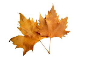 Autumn dried Leaves clipart