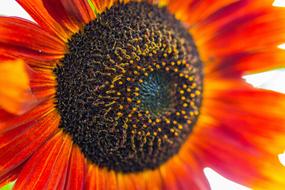 Sunflower Helianthus Annuus