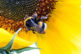 Hummel Sunflower Helianthus Annuus