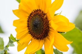 Sunflower Helianthus Annuus