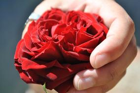 Close-up of the beautiful, red rose flower in the hand in sunlight