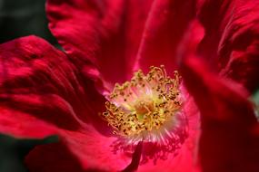Macro photo of the beautiful, red rose flower with yellow and white core