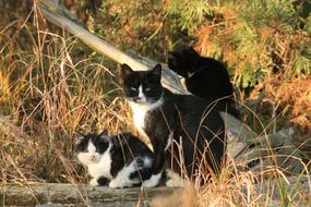 Beautiful and cute, black and white cats, among the colorful plants